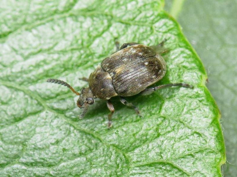 Bruchus atomarius (Linnaeus, 1761)